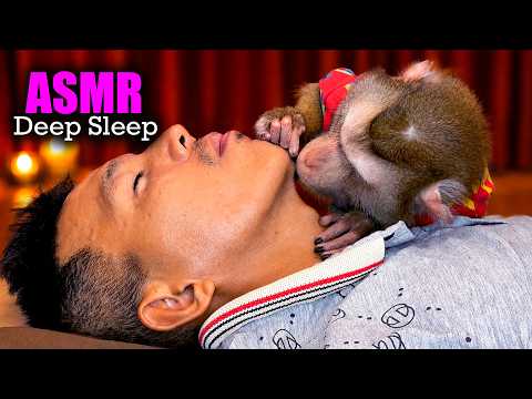 Monkey ASMR (No Talking) | DEEP SLEEP with Judy’s Soft TINGLY Taps & Cozy Hair Parting