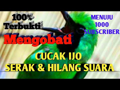 Cara Mengobati Cucak Ijo Serak Dan Hilang Suara Youtube