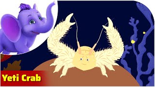 Yeti Crab / Weird Animal Songs / Appu Series