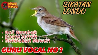 SIKATAN LONDO(NIGHTINGALE) FULL MATERI|MASTERAN WAJIB BURUNG JUARA❗❗