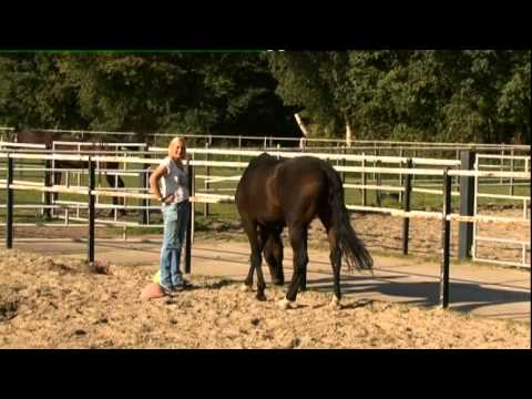 Therapie met hulp van paarden in programma Tiswat, TV West