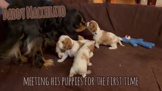 Daddy Dog Meets his Puppies for the First Time