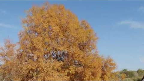 Panasonic Lumix G9 4k video after firmware update 2.0