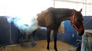 process of cutting the horse's hoof and replacing it quickly so that the racehorse does not get sick