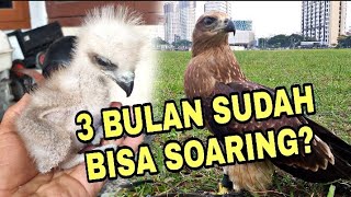 Merawat chick elang bondol sampai bisa soaring || Brahminy Kite