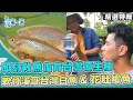 台灣第一等【搶救傳說中的軟骨溪哥 &quot;白魚伯&quot;創魚筍共生棲地／大武山下溪流 打造花肚鯽復生基地】 _精選特輯