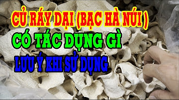 Củ ráy chữa bệnh gì - Củ ráy có tác dụng gì - Củ bạc hà núi có tác dụng gì