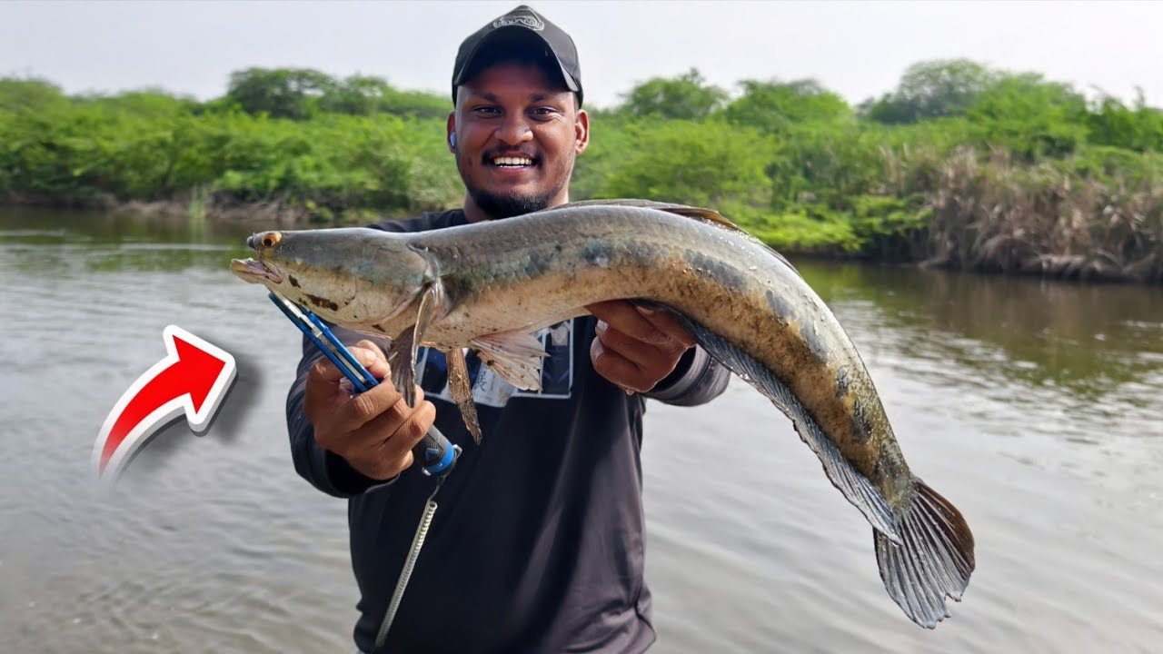 காலை 4 மணிக்கு விரால் வேட்டை 😱 | 2KG ராட்சச அவுரி மீன் | அட்வெஞ்சர் + வறுவல் Full Video 🔥fishing