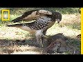 Hawk Raised by Eagles Is Starting to Act Like One | National Geographic