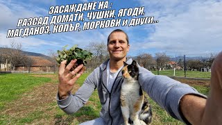 Засаждане на РАЗСАД ДОМАТИ, ЧУШКИ, ЯГОДИ, МАГДАНОЗ, КОПЪР, МОРКОВИ и други...