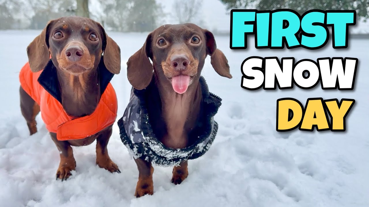 Dachshunds First Snow Day - YouTube