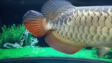 Nấm thủy mi cá rồng ở đuôi : cách chữa nấm thủy mi 0945188-666