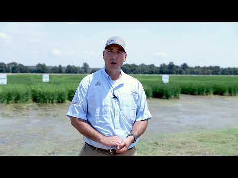 Maxace Rice What is Max-Ace Rice & Highcard Herbicide? - YouTube