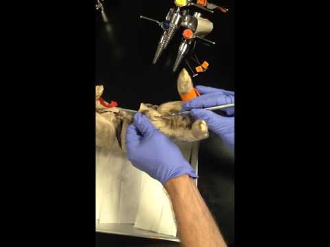 Pelvic Reproductive Organs Male Pig