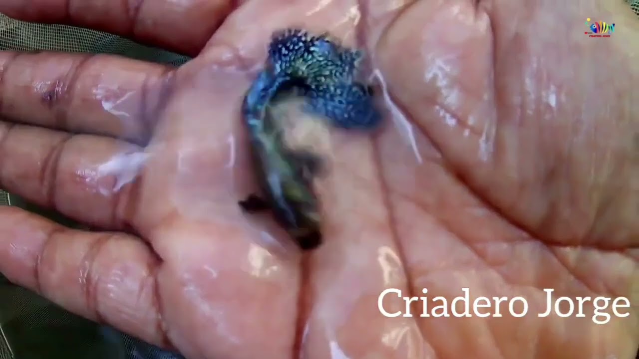 EL PEZ QUE USTED PUEDE REPRODUCIR RÁPIDO 