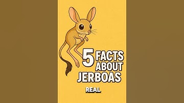 Jerboas are insane! Here’s why. 🐹 #shortsfeed #facts #animals
