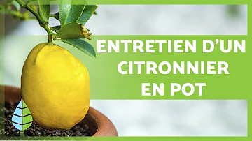 Comment entretenir un citronnier l'hiver ?