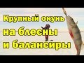 Поиск крупного окуня с блесной и балансиром в глухозимье. Как ловить окуня зимой?