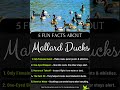 5 Fun Facts About Mallard Ducks | Wildlife Wonders #animallovers #wildlifefacts