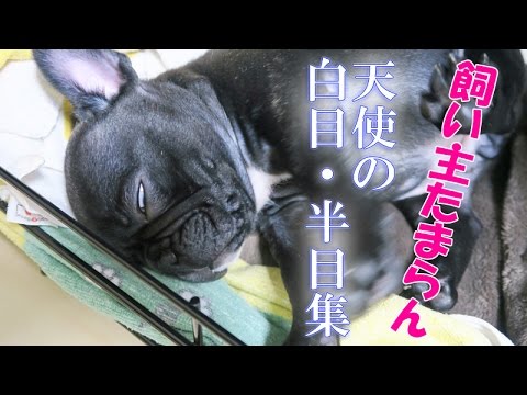 フレンチブルドッグの赤ちゃんの表情豊かな寝顔に爆笑 癒される動画 Youtube