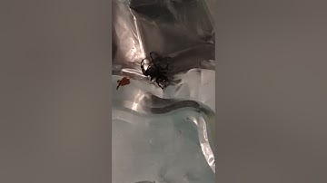 FLASH WARNING [EPILEPSY WARNING] spider 🕷️ in tin pan.. can