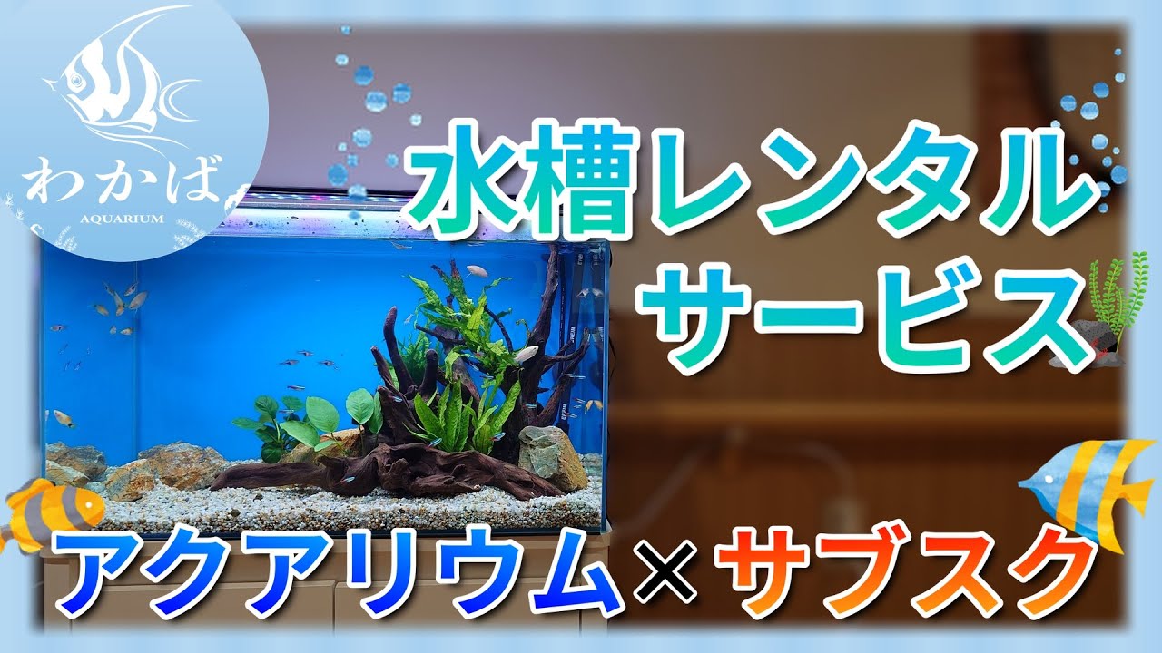 水槽アクアリウムレンタル│アクアリウムわかば 愛知・岐阜・三重 
