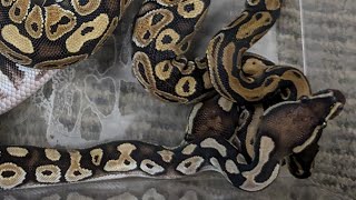 Mystic vs Russo: My Strategy For IDing These Ball Python Morphs