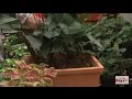 Como Sembrar en una Maseta y hacer Diseños con Plantas de Follaje - Hogar Tv por Juan Gonzalo Angel