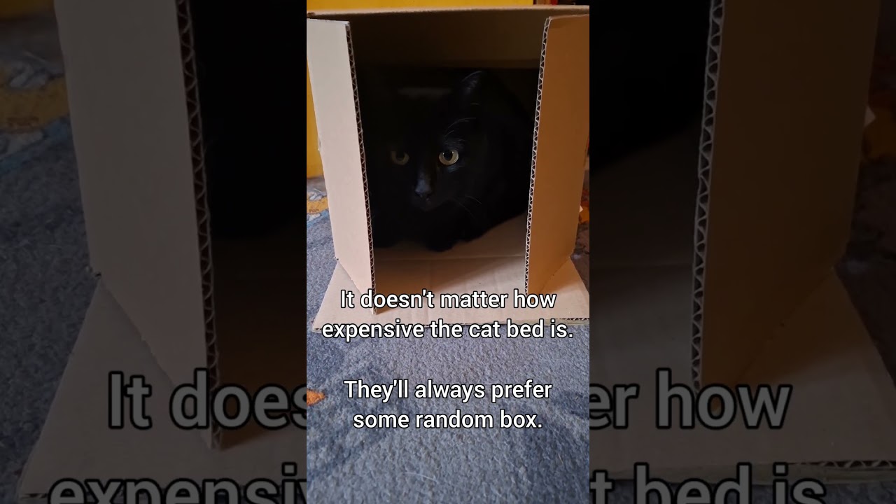 Classic 😂🐈⬛ #catshorts #catfunny #catfunnyvideo #catfun