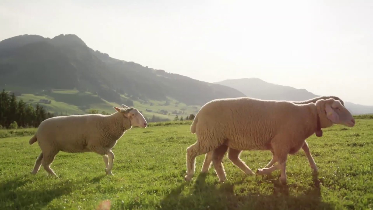 The History of alba-Group