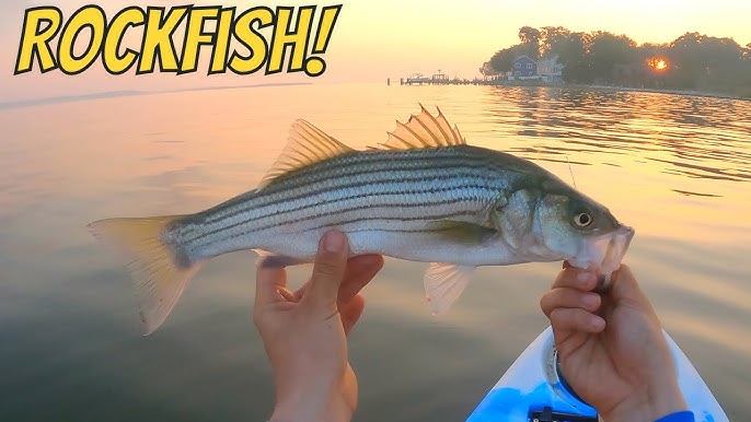 They Are Back!!! (How To Catch Rockfish, Striped Bass, Chesapeake