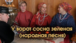 У ворот сосна зеленая (народная песня)