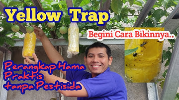 Cara Membuat Perangkap Likat Kuning (Yellow Sticky Trap) Pengendali Hama Terpadu Tanaman