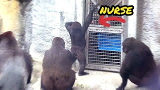 The zookeeper cares about D'jeeco family❤|D'jeeco Family|Gorilla|Taipei zoo