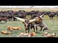 Buffalo-led herd saves his teammates from 2022 lion chase wildlife attack!