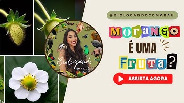 O MORANGO É UMA FRUTA OU NÃO É 🍓 ? #biologandocomabau #curiosidades #morango #pseudofruto #fruto