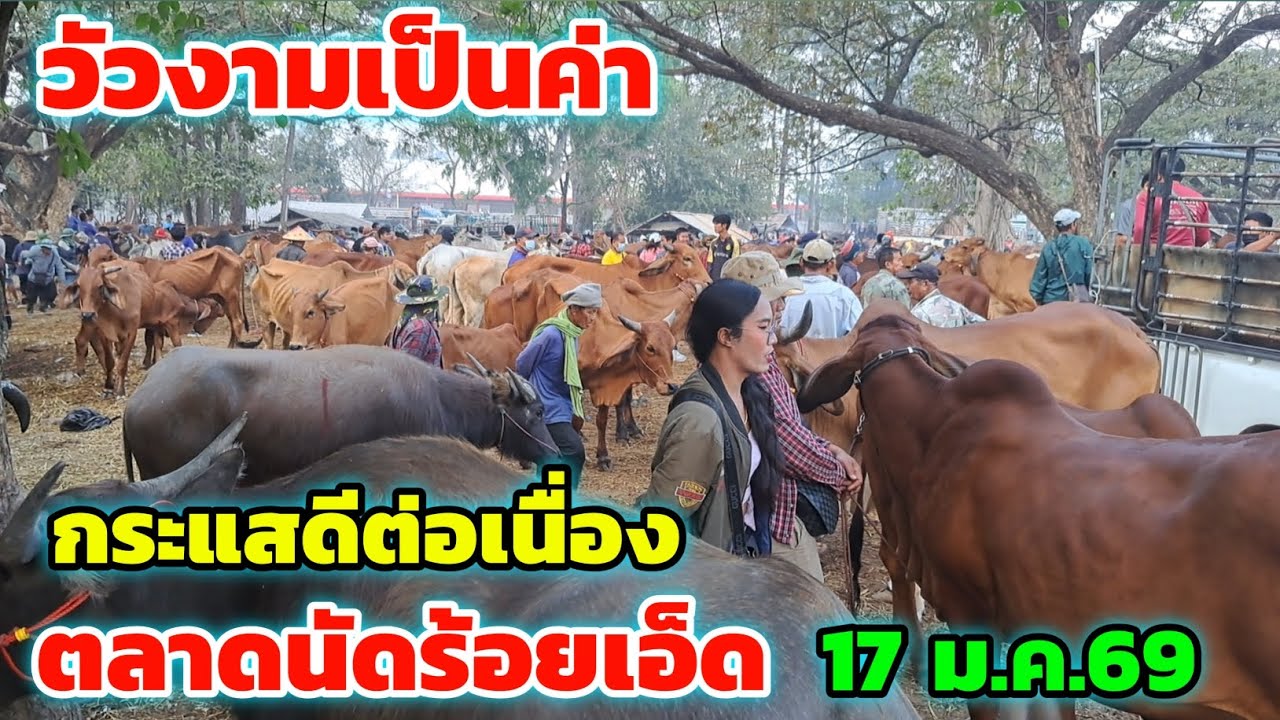 ราคาวัววันนี้‼️17 ม.ค.69 ตลาดนัดร้อยเอ็ด กระแสดีขึ้นต่อเนื่อง เวียดเริ่มขว้านซื้อก่อนหยุดตรุษจีน