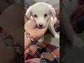 Pyaar Reu ❤️🧿 #music #love #song #explore #petshub #youtubeshorts #fypシ #explorepage #Reu