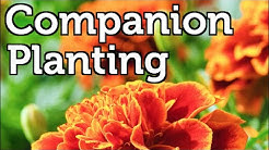 Companion Planting for Beginners