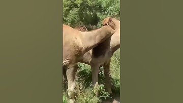 angry camel | powerfull camel became angry | camel by camel  #shorts  #ytshorts  #youtubeshorts