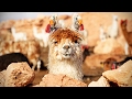 Funny Llamas 🐦 Llamas Spitting on People [Funny Pets]