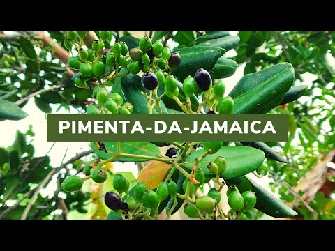 Vídeo: Você pode cultivar pimenta da Jamaica - Informações sobre o cultivo de ervas de pimenta da Jamaica