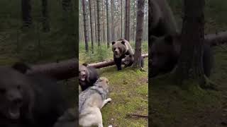 Male Bear Rushes Wolf To Save Two Cubs From Being Eaten A