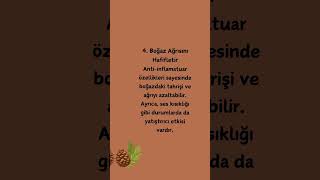 Kozalak Macunu Faydalar  kozalak macun doalifa kefet
