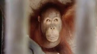New Cage for Wu Wu | Orangutan Diary | BBC Earth