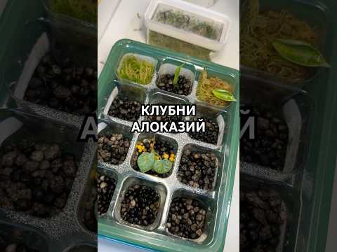 КАК ВЫРАСТИТЬ КЛУБНИ АЛОКАЗИИ?👌🏻🤞 #алоказия #клубни #растения #plants #alocasia #garden