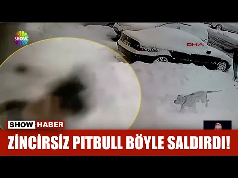 Zincirsiz pitbull böyle saldırdı!