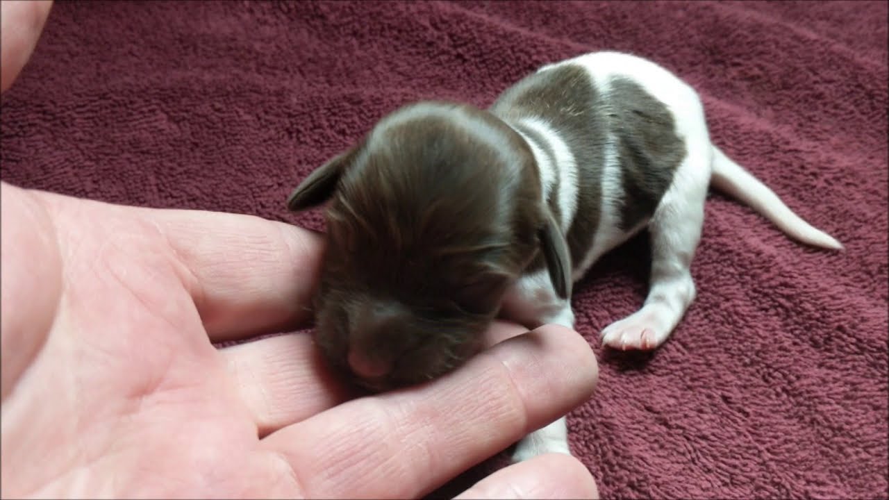 Update 1/2/2021: Here is a short video of each of Rogue's remaining puppies.