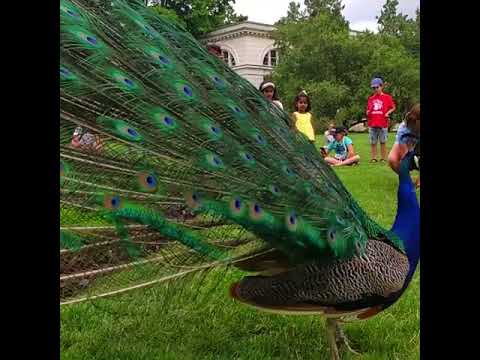 Cute Peacock 🤗 SOO cute! Cute and funny Peacock videos, cute moments of 2021 #53