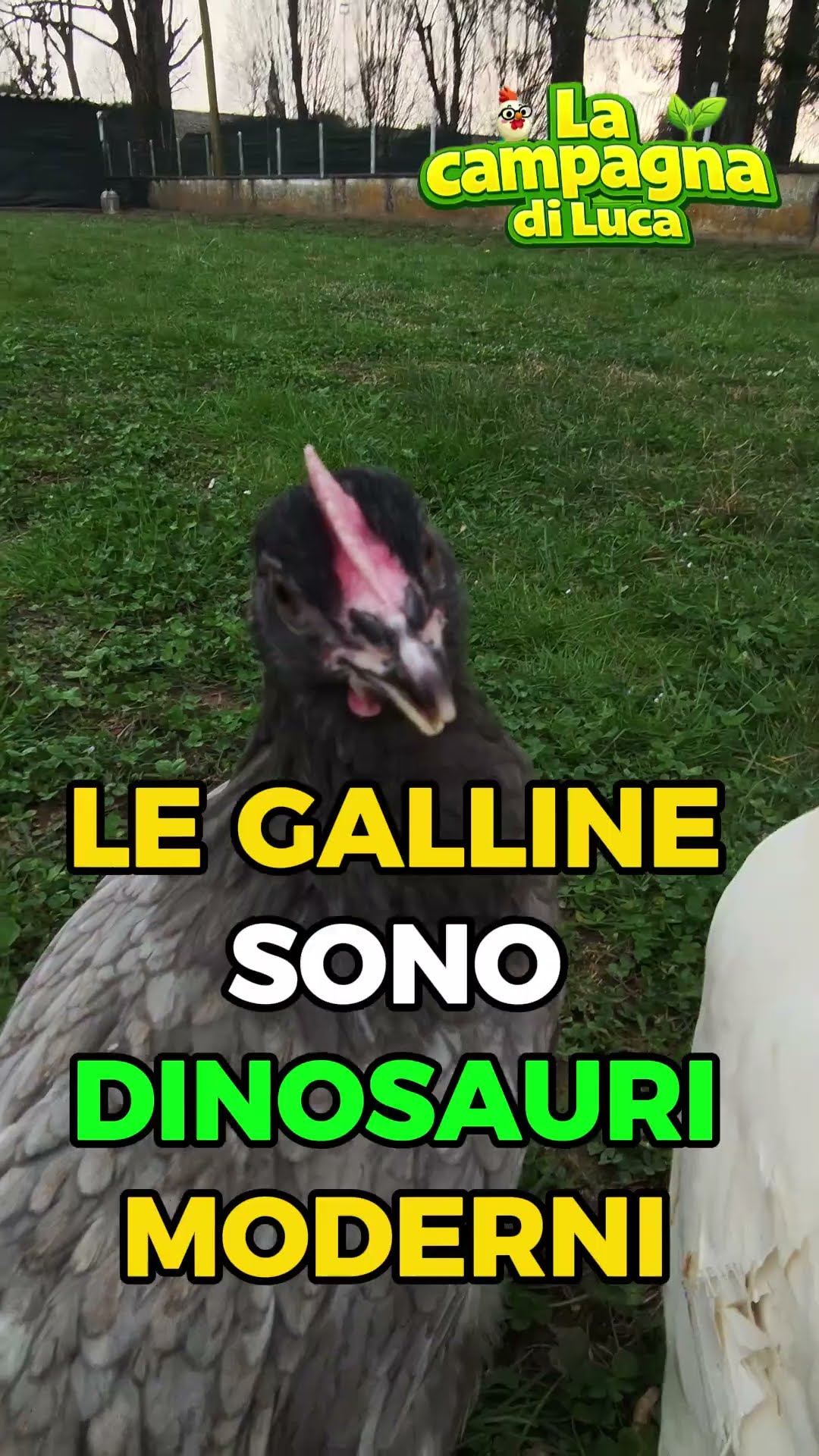 Svelato il SEGRETO delle Galline: Non sono quello che pensi! ????